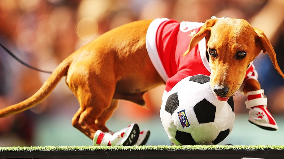 footballdog-Enhanced-SR