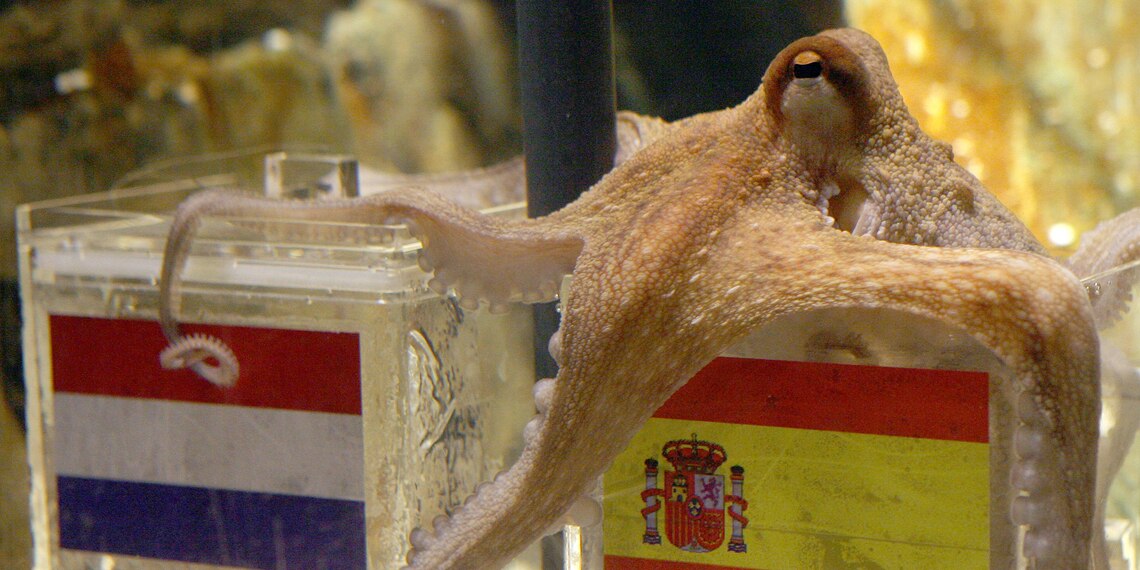 An octopus named Paul opens a box with decorated with a Spanish flag and a shell inside