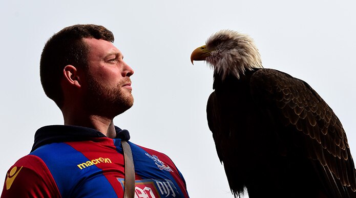 This is Kayla, Crystal Palace's mascot, an American Bald Eagle.