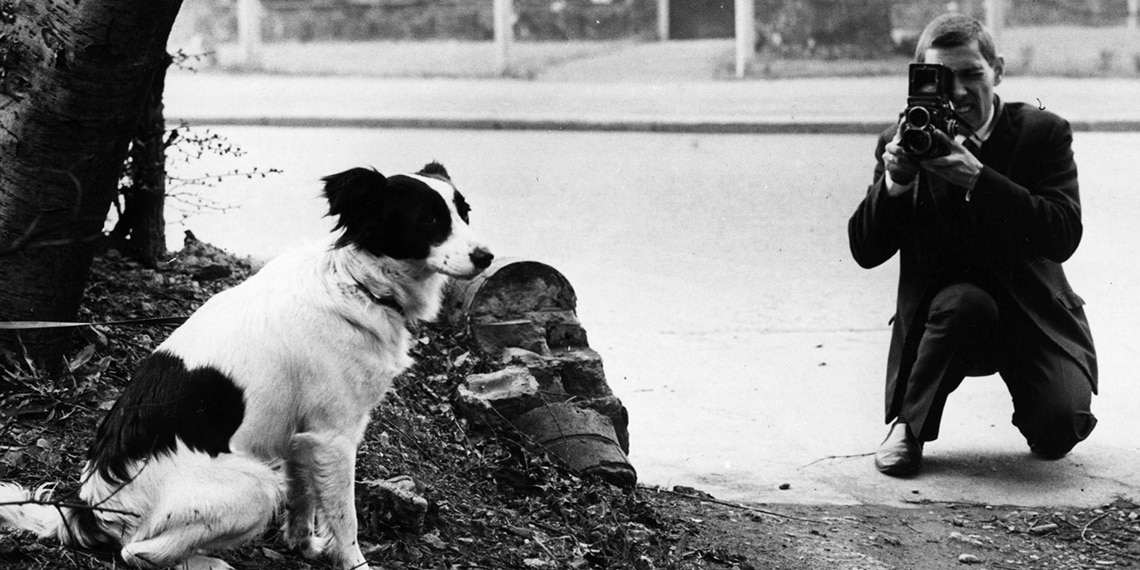 This is Pickles, the dog that found the World Cup in 1966.