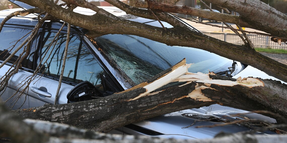 A fallen tree has crushed this car in the storm