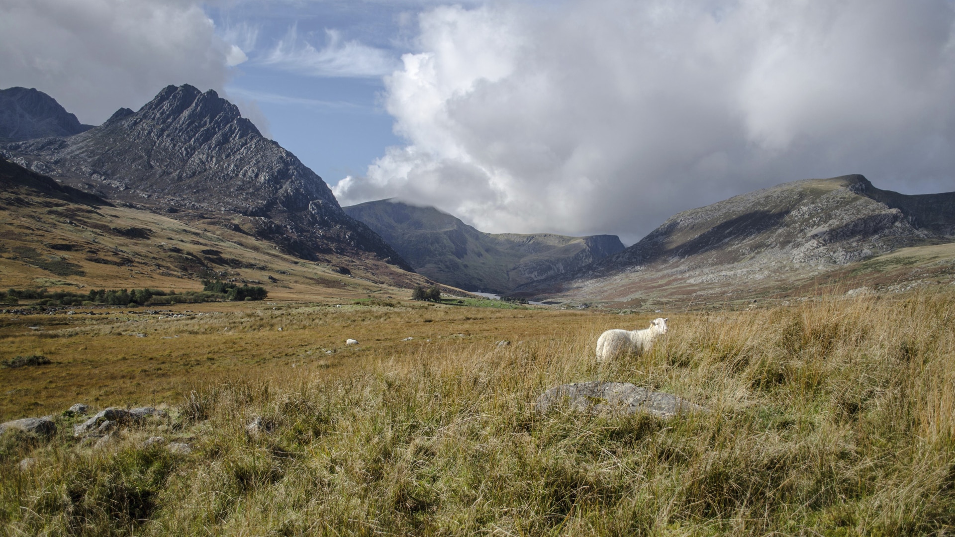 A Welsh landscape: a meadow with mountains in the background and a sheep in the foreground