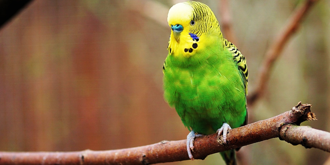 Rich wants to buy a present for his dad's budgie!