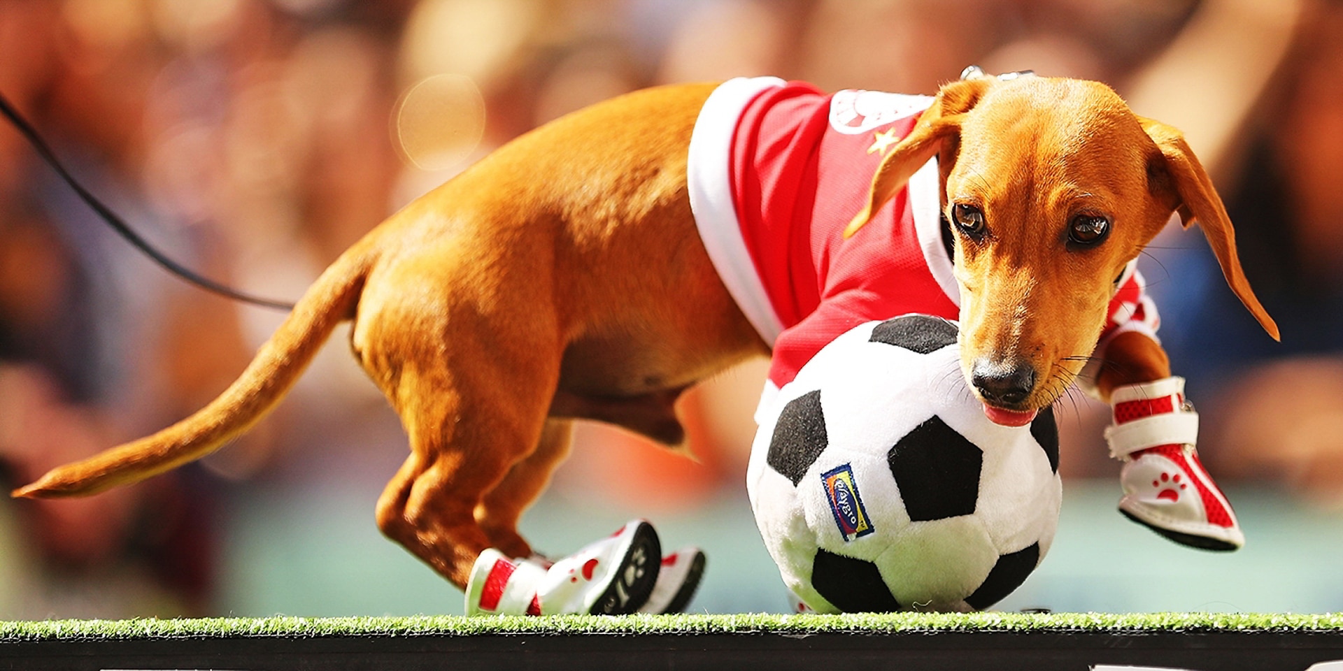 footballdog-Enhanced-SR