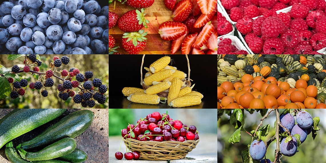 Clockwise from the top left corner: blueberries, strawberries, raspberries, squashes, plums, cherries, courgettes, blackberries and sweetcorn in the centre.