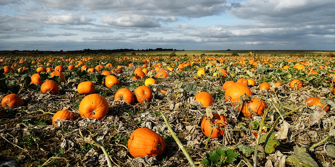 What are these popular Halloween vegetables called?