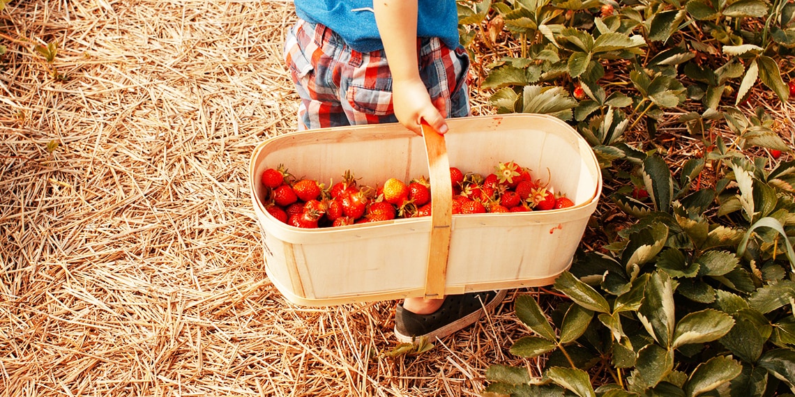 Have you ever been strawberry picking?